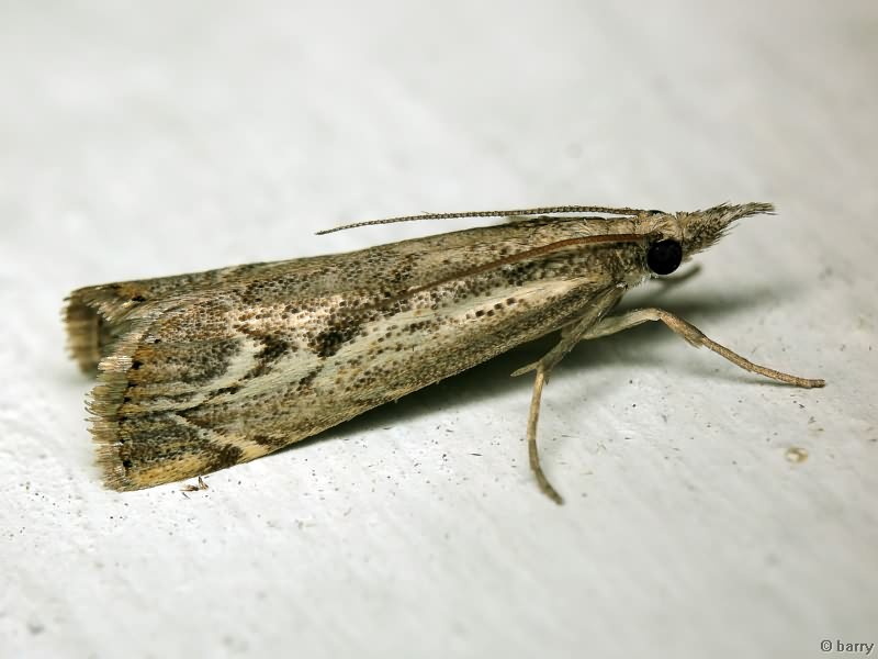 Crambidae